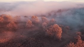 Frost covers trees in forest at sunrise in Sweden with swirling mist and soft light - Powered by Shutterstock - Get 15% off with code: PIKWIZARD15