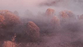Frost covers trees in forest at sunrise in Sweden with swirling mist and soft light - Powered by Shutterstock - Get 15% off with code: PIKWIZARD15