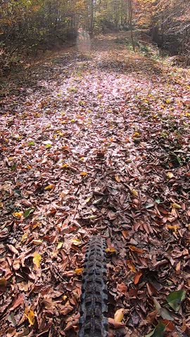 Cycling in Autumn Forest (Portrait)