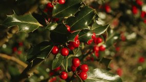 Holly leaves and red berries close up slow motion backdrop stock footage - Powered by Shutterstock - Get 15% off with code: PIKWIZARD15