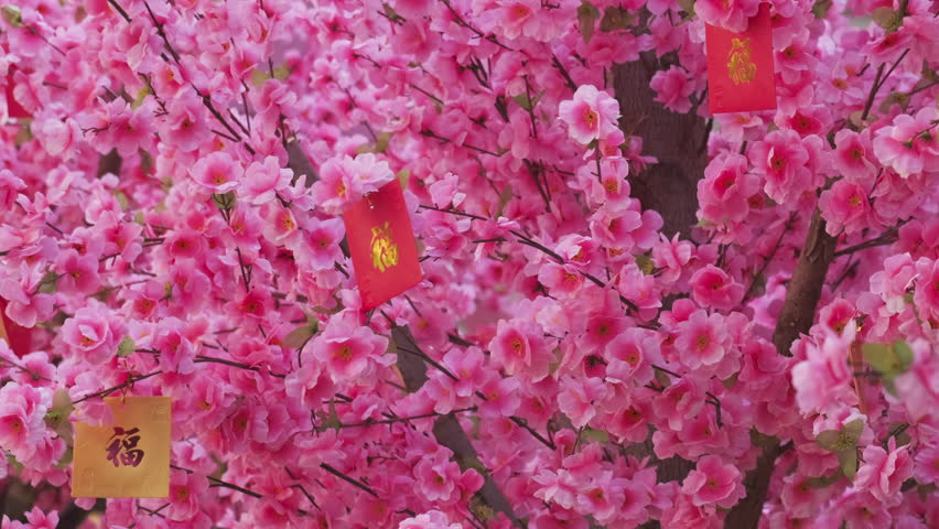 Chinese new year decoration peach flowers blossom background, 4k