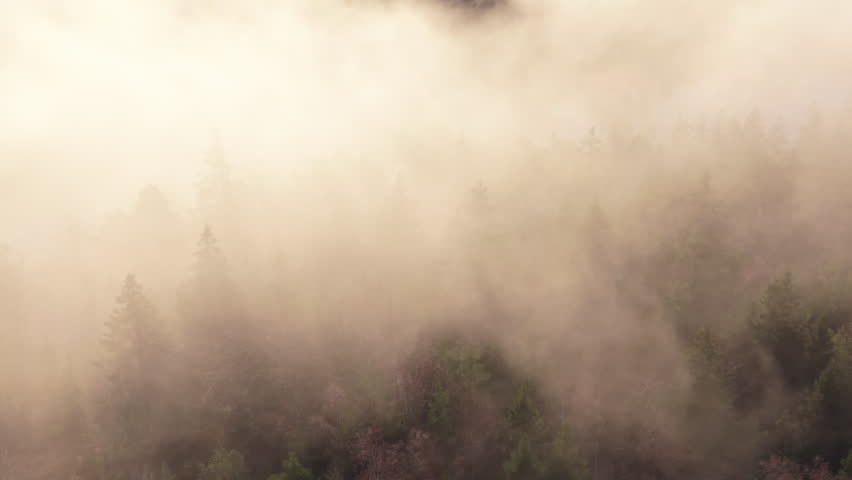 Thick mist covers a forest in Sweden during early morning hours creating a mysterious atmosphere over the landscape