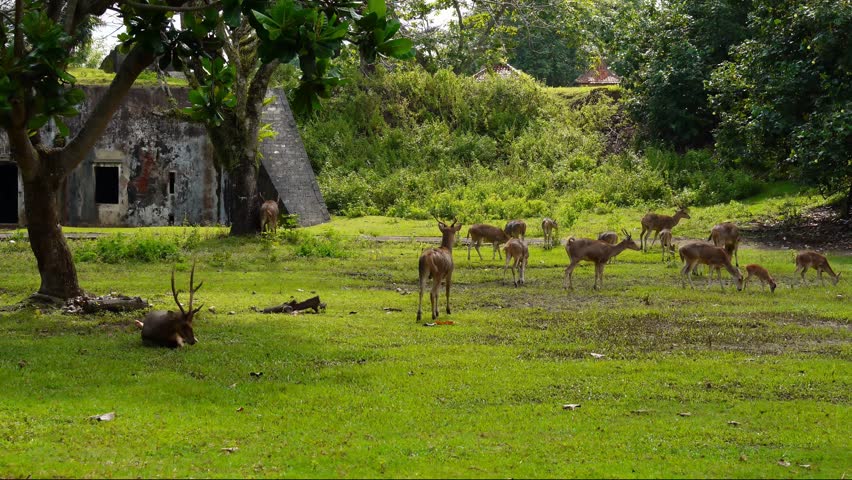 Javanese deer roam in the park of an old Dutch fortress in Cilacap. Beautiful destination for Holidays