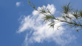 Colorful Elegance Christmas Detail Needle Green Evergreen Pine Colors Frame Foliage Tree Branch Vibrant Space Sprig Elegant Outside Light Bright Conifer Spruce Sky Nature Leaf Texture Background. - Powered by Shutterstock - Get 15% off with code: PIKWIZARD15