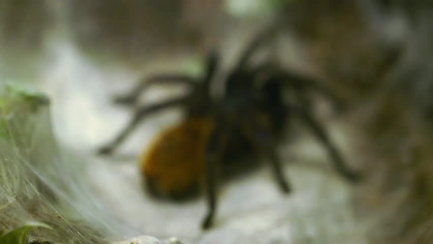 Rack focus reveals a tarantula in its web, highlighting wildlife behavior, arachnids, natural habitat, and close-up insect observation.