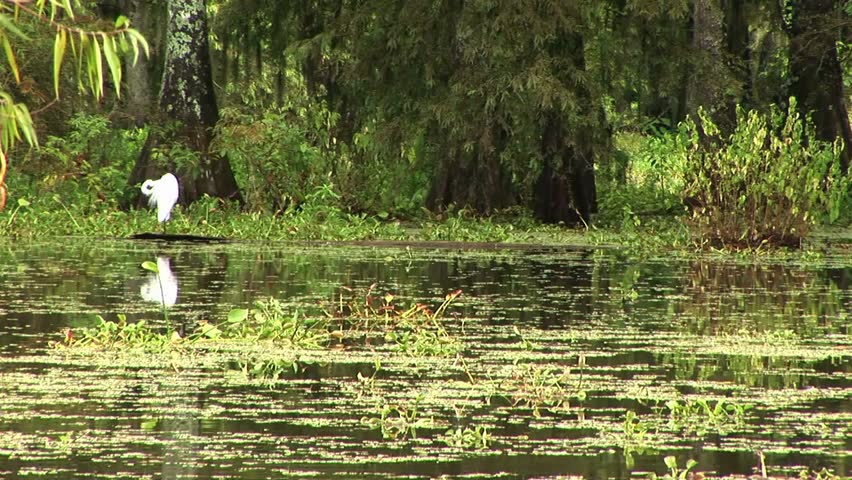 A graceful egret stands in a South Louisiana swamp, surrounded by still water, moss-draped trees, and lush wetlands, capturing the beauty of southern wildlife.