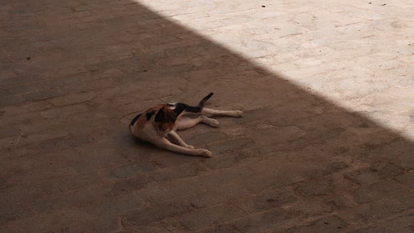A cat grooming itself on a brick floor on the ground with a contrast of shade and brightness.