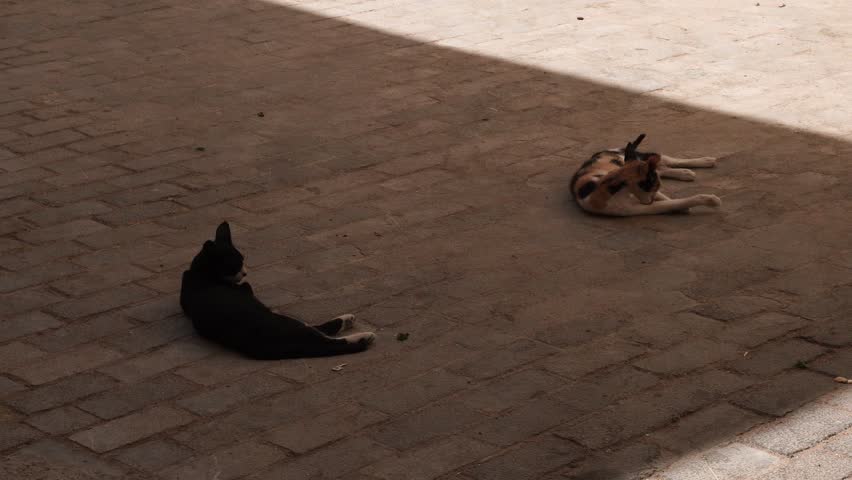 Two cats resting and grooming enjoy a moment of relaxation on a brick-paved square on the ground.
