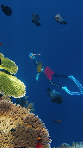 Person dives underwater and enjoys the vivid and healthy coral reef near the Alor island in Indonesia