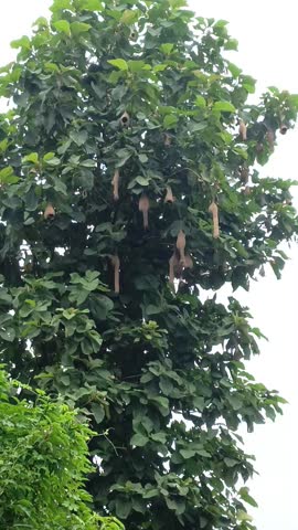 full scenery capture of weaver or finches or bishops birds made nest is hanging on the big green leaves tectona or teak wooden tree. Isolated blurry cloudy white sky with nature view in background.