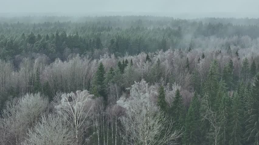 Mist moves over the forest on a frosty winter morning and frost forms