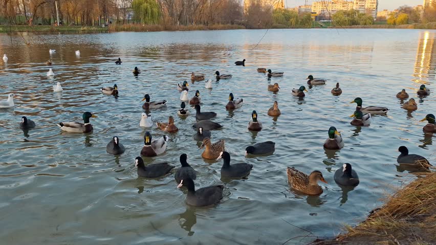 Waterfowl on the pond. Three types of waterfowl - ducks, gulls and coots