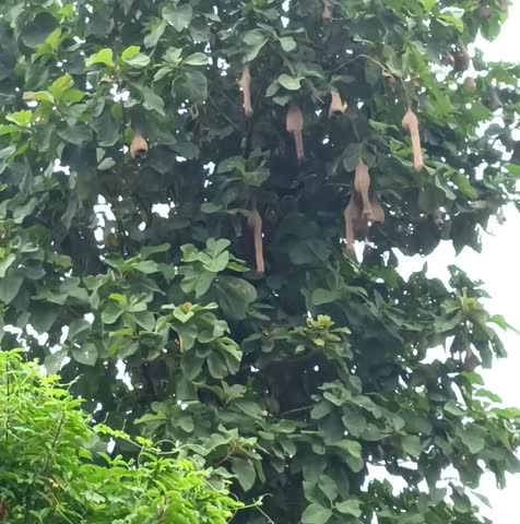 Amazing view of weaver birds made lots of half and full nest is hanging on the big green leaves tectona or teak wooden tree. Isolated blurry shiny white sky with nature view in background.