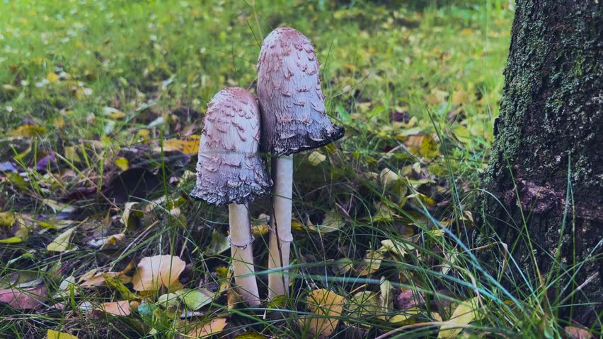 Magnificent white fantastic mushrooms grow on the lawn under the tree.