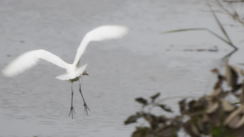 4K HDR: Great Egret Landing After Flight and Surveying the Environment