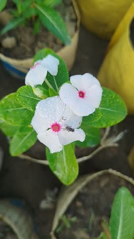 Macro footage of a white Madagascar periwinkle (Catharanthus roseus) flower with pink centers, glistening with morning dew droplets. A small insect, possibly a fly, rests delicately on one petal,