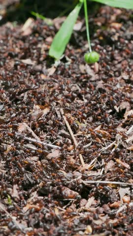 Southern Wood Ants on a Mound