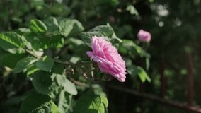 Macro-style close-up of a blooming pink rose captured handheld. Sunlight highlights the petals while the shallow depth of field creates soft, atmospheric bokeh. Natural garden setting with subtle came - Powered by Shutterstock - Get 15% off with code: PIKWIZARD15