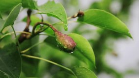 Macro close-up of a small pear after rainfall. Droplets cling to the smooth surface while green leaves frame the fruit. Handheld camera movement and shallow focus create a soft, natural, serene garden - Powered by Shutterstock - Get 15% off with code: PIKWIZARD15