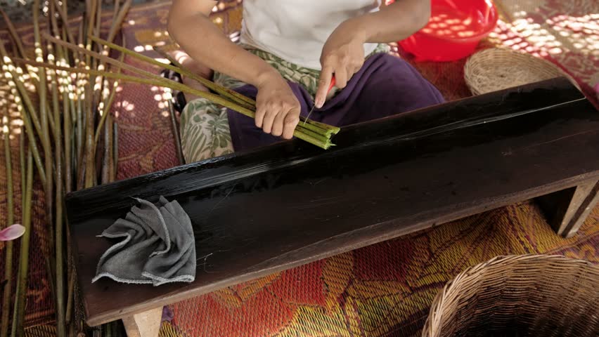 Woman extracting fibers from lotus stems to create a rare and luxurious silk thread, Cambodia, Siem Reap 