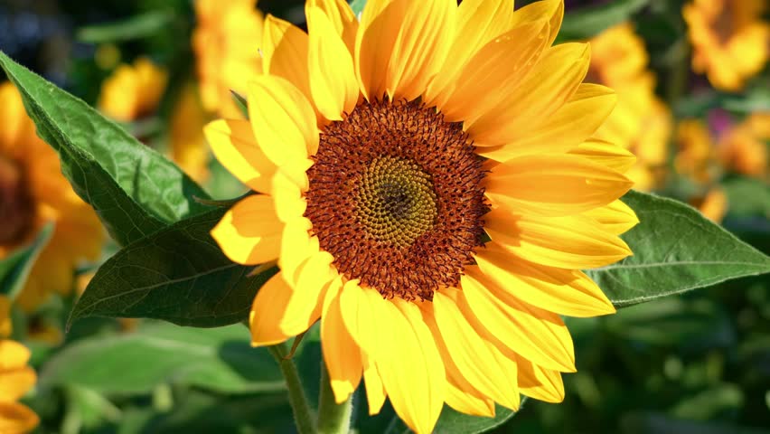 Close-Up of a Honey Bee on a Bright Yellow Sunflower in a Summer Field