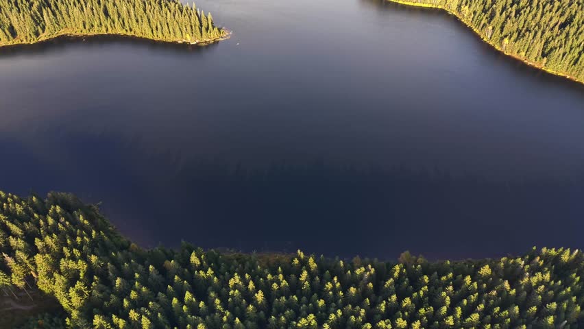 sunlit treeline hugging calm lake with golden leaves and warm late afternoon light, vibrant shoreline colors,