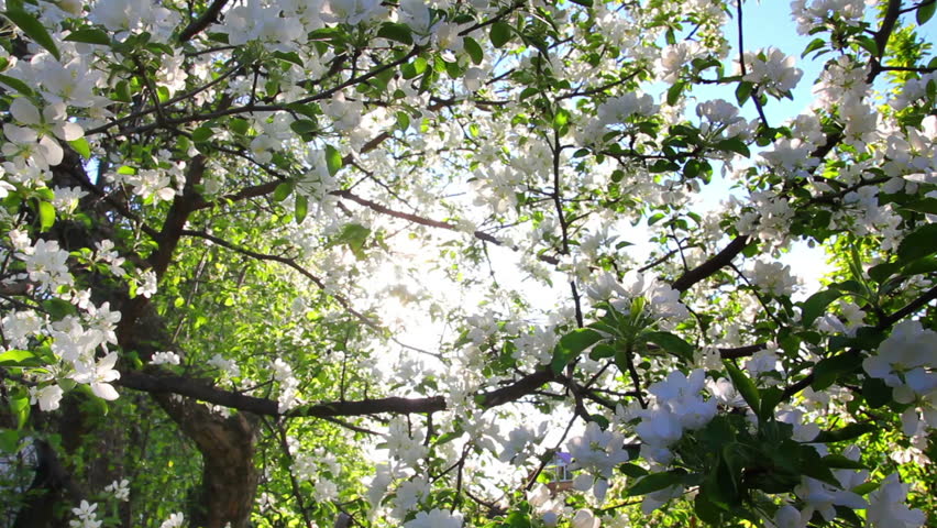 sun shining through blossom apple tree branches
