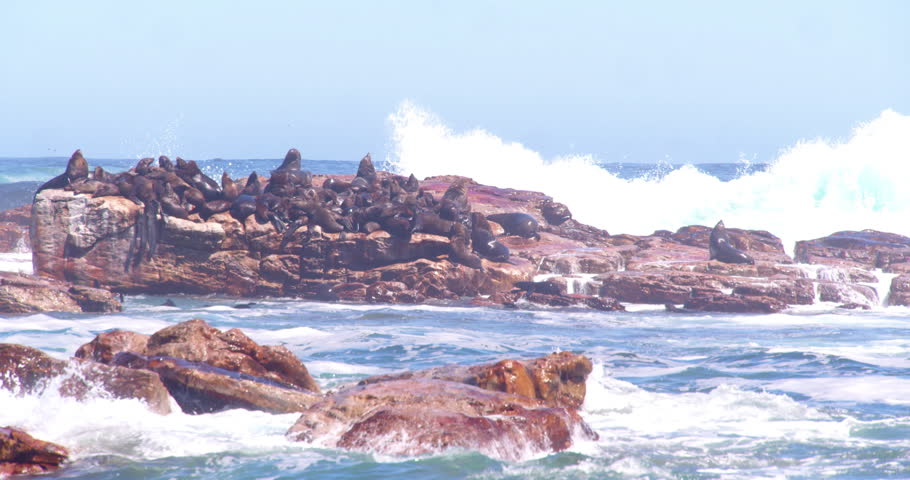 Herd of fur seals rest on rocks near the Cape of Good Hope.