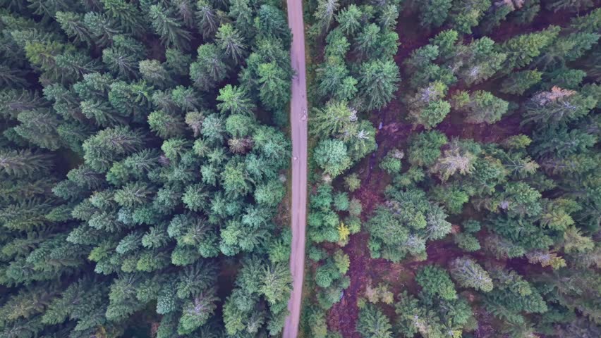 aerial forest road through evergreen canopy, drone reveals winding narrow track cutting dense pine crowns,