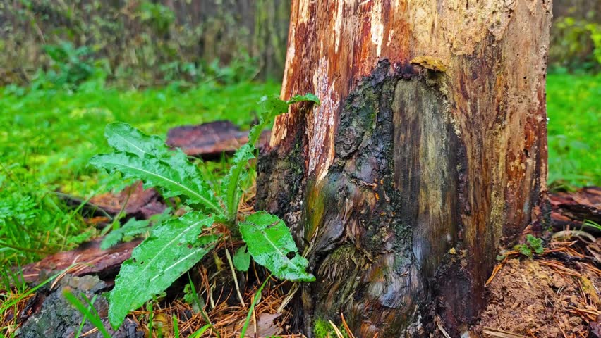 A tree trunk without bark, damaged by bark beetles in a rainy autumn forest, camera moving from bottom to top