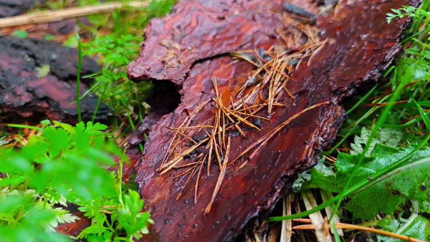 Wet thick pine bark with dry needles and other vegetation in an autumn forest