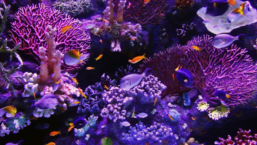 Tropical fish and corals underwater | Shutterstock HD Video #3957116