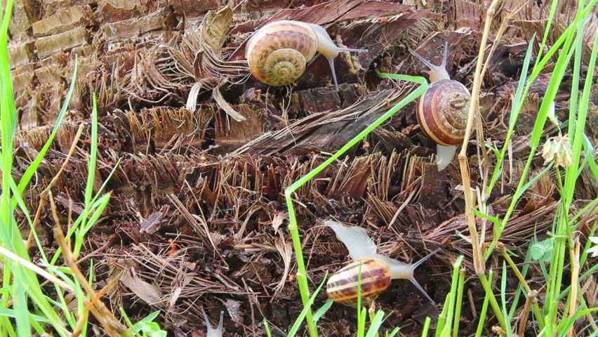 snails in grass - timelapse