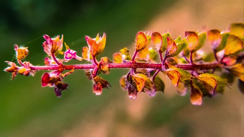 Macro botanical slideshow of delicate leaves and flowers with soft gentle background blur, subtle motion, and vivid natural details, creating a peaceful and calming nature-inspired visual video clip