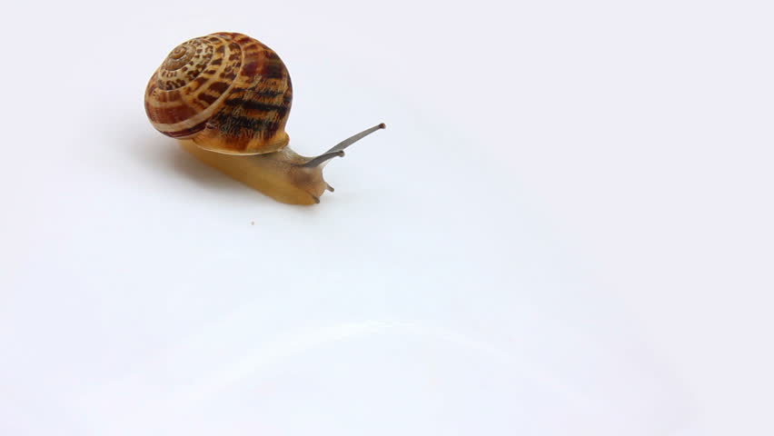 snail moving on white