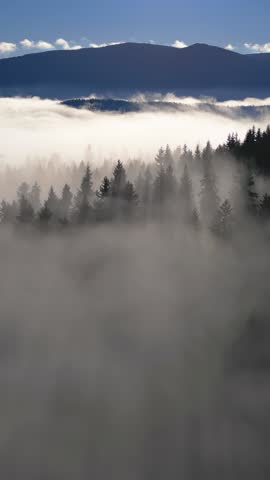 Foggy Forest at Sunrise, Misty Nature Landscape, Aerial Vertical View