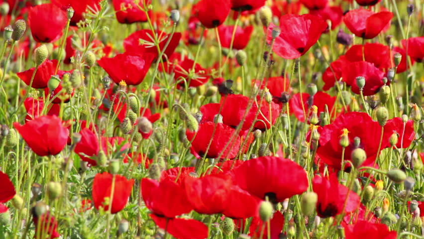 many red poppy flowers in field
