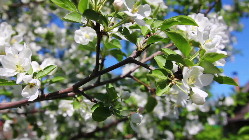 Blossom apple tree branches close-up