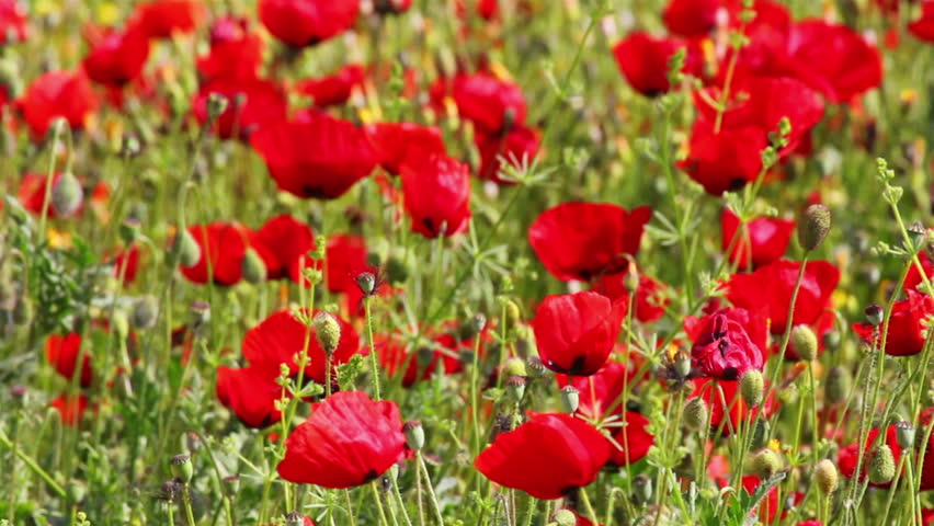 many red poppy flowers in field
