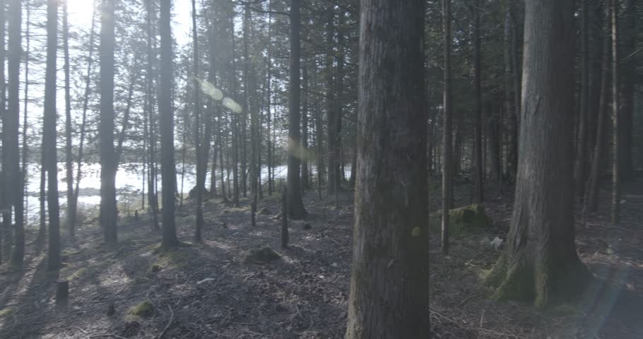 Trees in the woods of Michigan