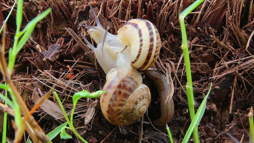 snails close-up