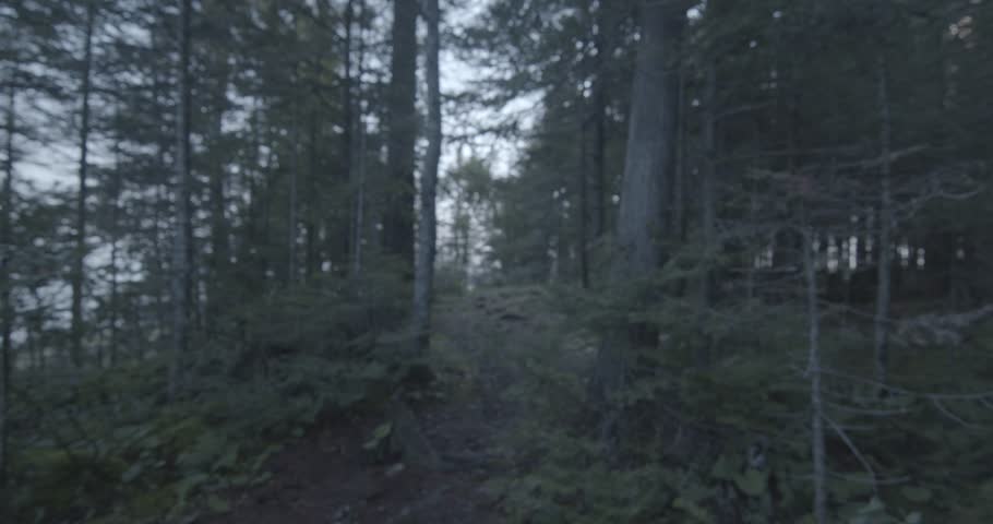 The woods and the forest in Michigan