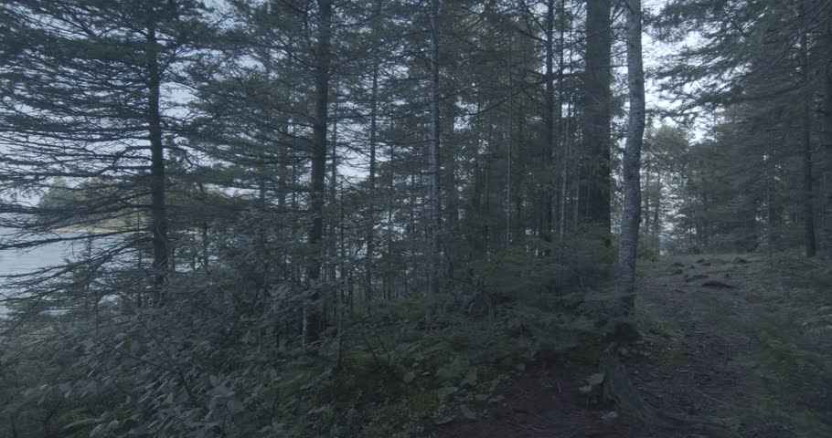 The woods and the forest in Michigan