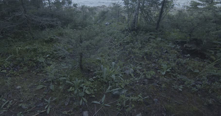 The woods and the forest in Michigan