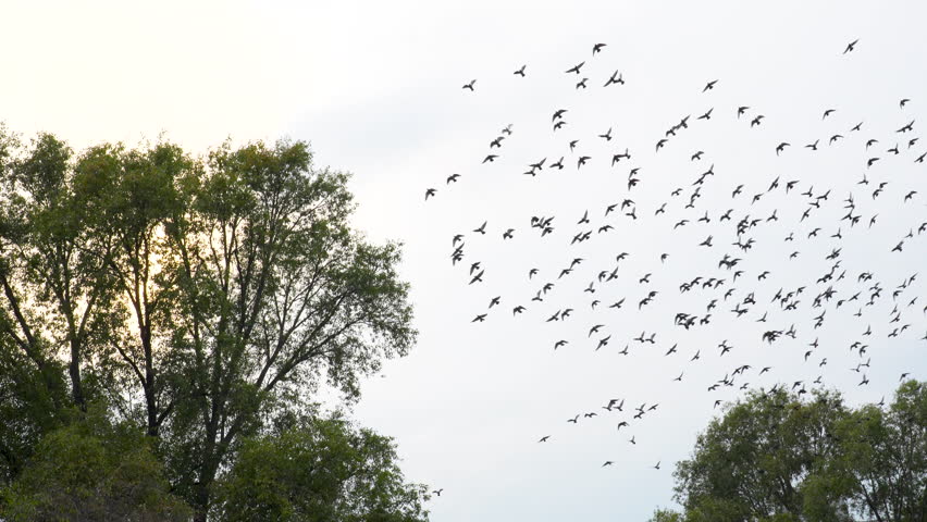 a large flock of pigeons in the park