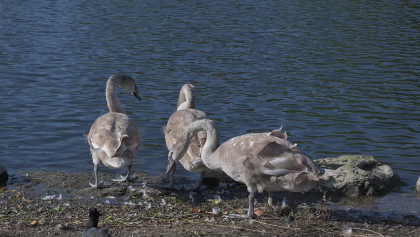 Mute Swans (Cygnus olor) three juveniles and one adult taking to the water and drinking from the lake. November, Kent, UK. [Half speed]