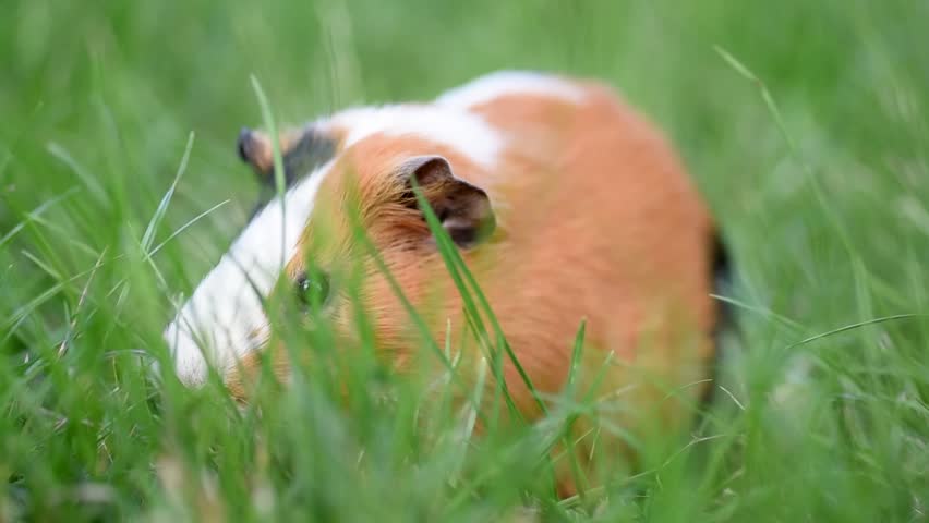 cute tricolor guinea pig portrait, red and black and white color, sitting in green grass, pet at walk in summer, macro photo, selective focus