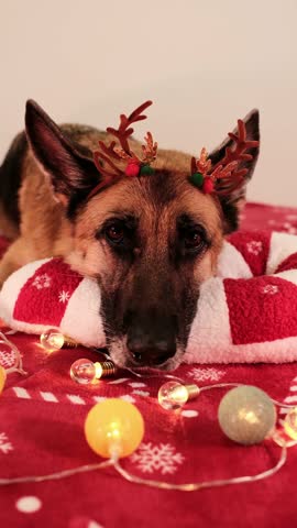 A German shepherd rests on a soft holiday cushion with warm glowing lights, wearing festive antlers and creating a cozy seasonal concept