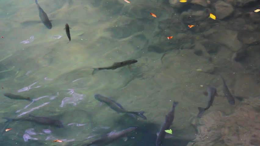 trout fish underwater in lake