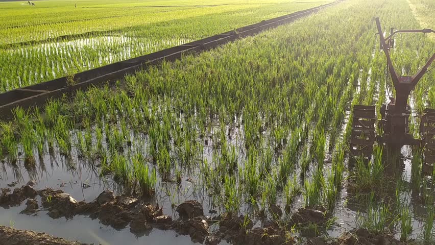 Plowing machine is in the rice field